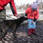 В Белгородской области бешеная собака искусала 17 человек, в том числе 9 детей
