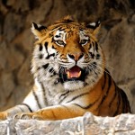 В Госдуме разработали закон о содержании тигров в квартирах