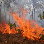 В Приамурье оставили догорать четыре лесных пожара