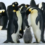 «Бессмертный полк» пройдет по Антарктиде среди пингвинов