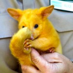 В Австралии нашли животное, которое абсолютно похоже на Пикачу (фото)