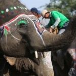 В Непале прошел конкурс красоты среди слонов