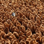 Лучшие фотографии природы за год от Британского экологического общества