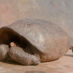 На Галапагосских островах нашли черепаху, чей вид считался вымершим более 100 лет назад