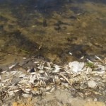 Русская зараза: В реке Кальмиус в оккупированном Донецке массово гибнет рыба
