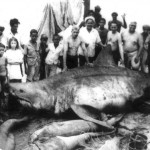Челюсти: самые большие когда-либо пойманные акулы  vova_91 22 сентября, 8:00