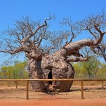 О фантастических и необычных деревьях планеты Земля