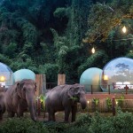 В Таиланде туристы могут переночевать в прозрачных номерах-пузырях в окружении слонов