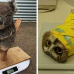 Как взвешивают и измеряют животных в зоопарках