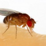 Ученые выяснили, что мухи теряют память в темноте