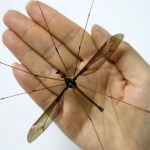 В Китае нашли комара размером с ладонь