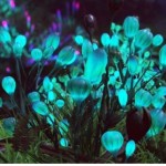 Биолюминесцентные деревья смогут заменить собой уличные фонари