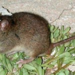 На России мыши массово заразили детей опасным заболеванием — псевдотуберкулезом