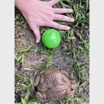 Гигантская ядовитая жаба размером с тарелку притаилась в саду у женщины