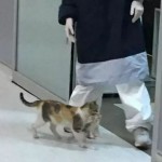 Умная бродячая кошка принесла больного котенка в больницу – врачи помогли